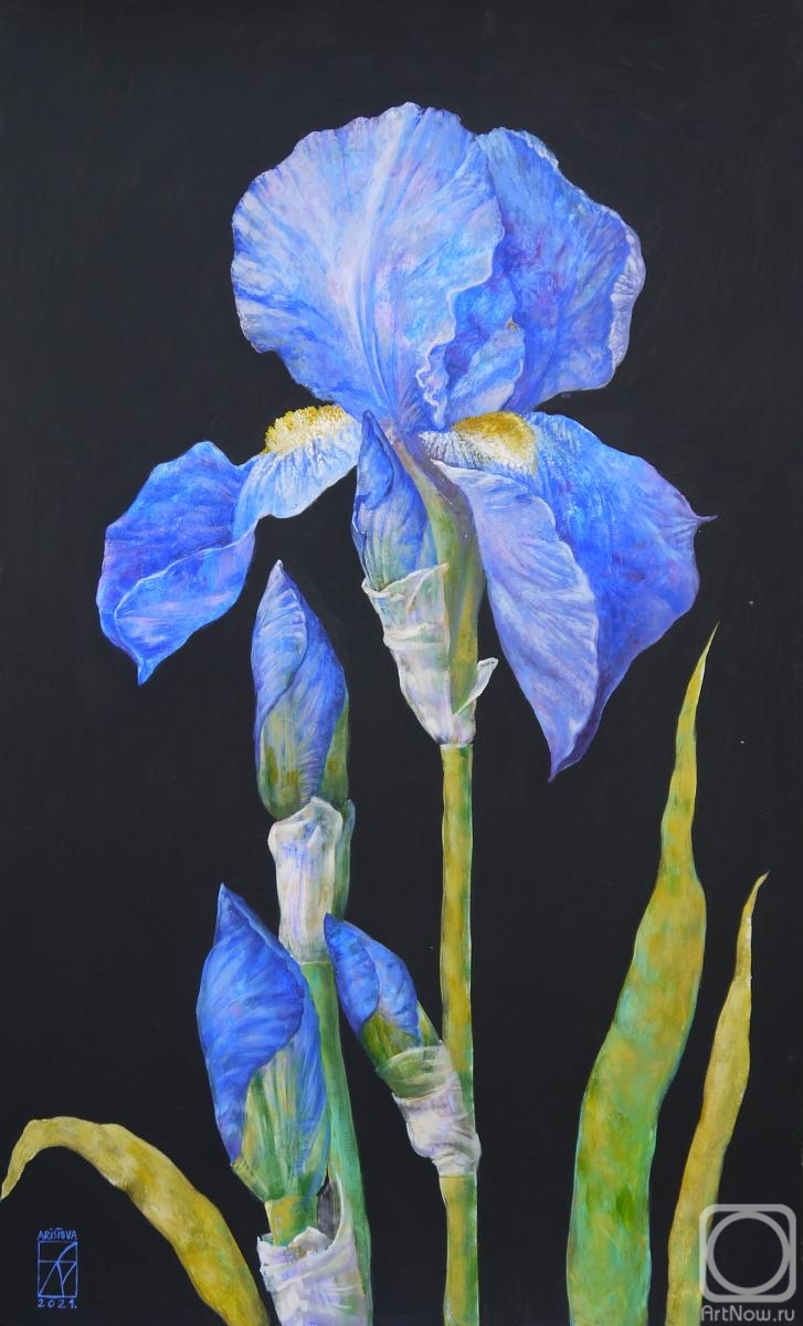 Aristova Maria. Blue iris
