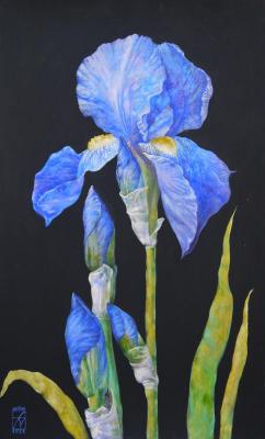 Aristova Maria Igorevna. Blue iris