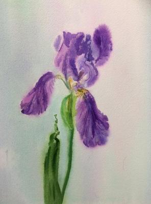 ������� �Iris�