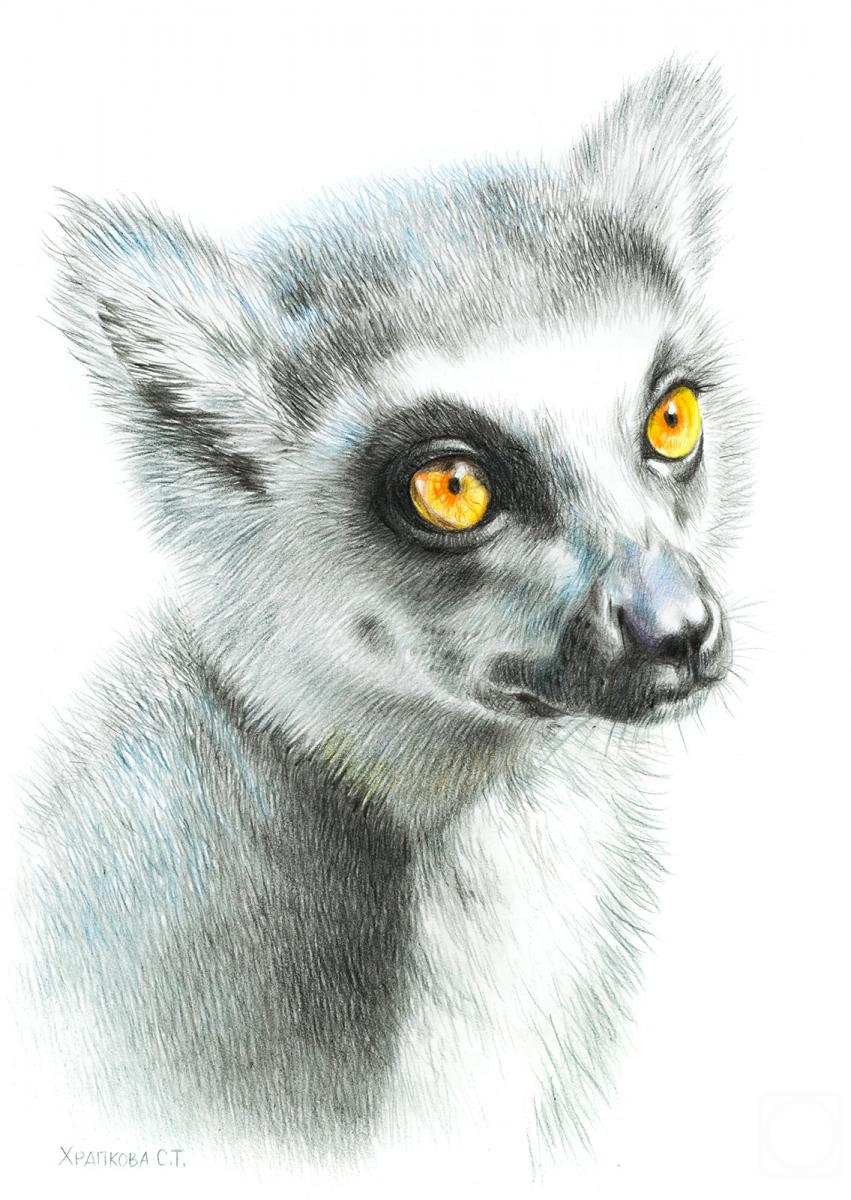 Khrapkova Svetlana. Cat lemur