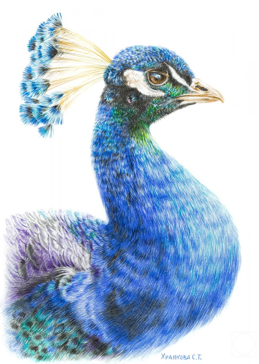 Khrapkova Svetlana. Peacock