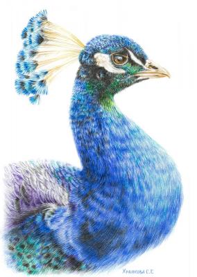 Peacock. Khrapkova Svetlana