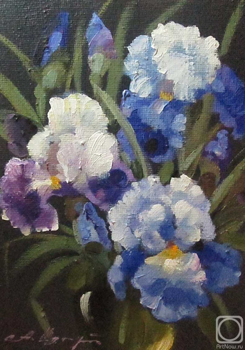 Schubert Albina. Irises