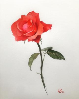Red rose. Ivanova Olga