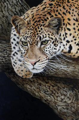 Leopard. Orfenova Tatyana