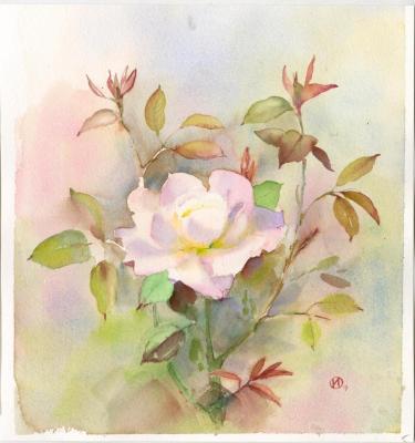 Bush rose. Ivanova Olga