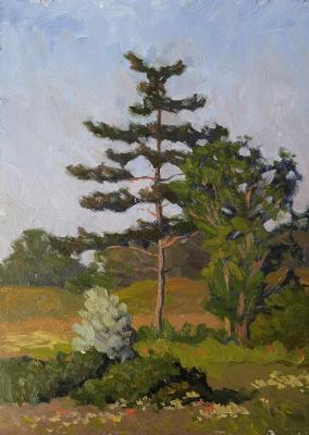 Spring landscape with a pine tree. YAtsenko Artur