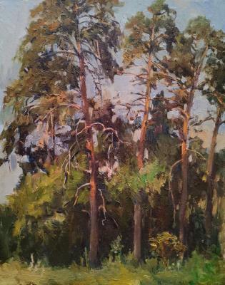 Portrait of pines. Ivanova Svetlana