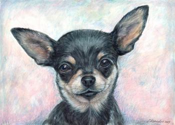 Chihuahua. Komzolov Evgeniy