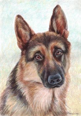 German shepherd (Crayon). Komzolov Evgeniy