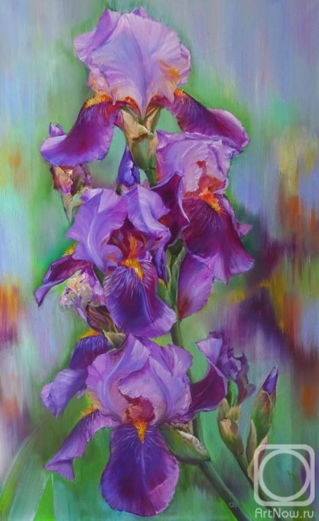 Razumova Svetlana. Flowering of irises
