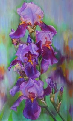 Flowering of irises. Razumova Svetlana