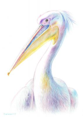 Pink pelican. Khrapkova Svetlana