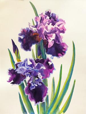 Violet Irises (Flag Lily). Lukaneva Larissa