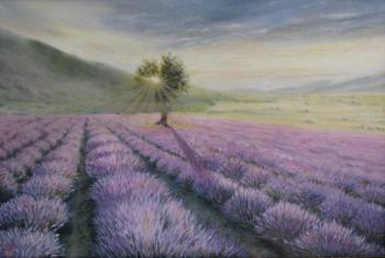 Aroma of lavender