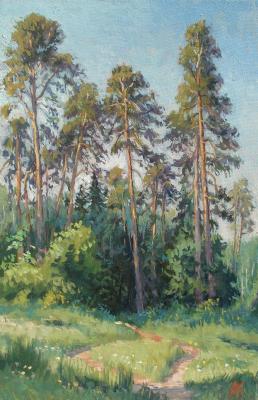 Pine trees in the Izmailovsky forest
