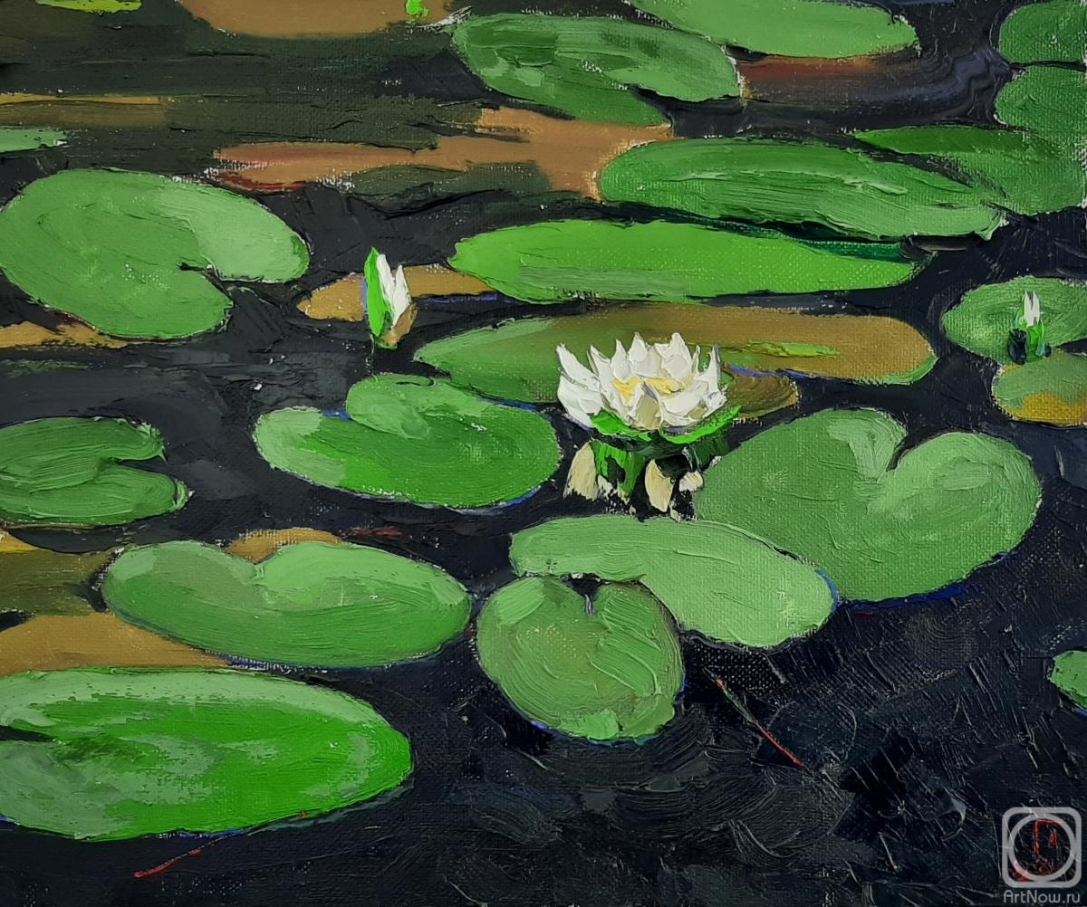 Golovchenko Alexey. Blooming pond