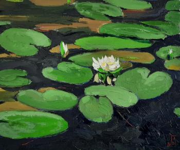 Blooming pond. Golovchenko Alexey