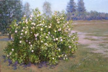 Rose Bush. Filippov Vladimir