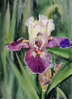 Iris (Watercolor Iris). Kuropteva Evgenia