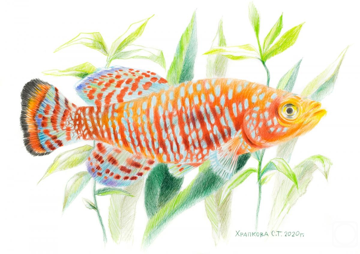 �������. �������� ��������. ������������