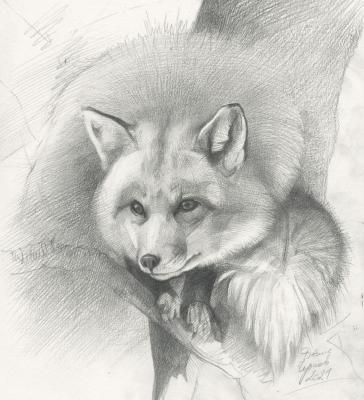 Fox on Tree. Chernov Denis