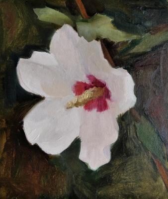 Hibiscus flower. Rohlina Polina