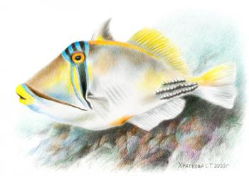 Rinekant Picasso (Triggerfish). Khrapkova Svetlana