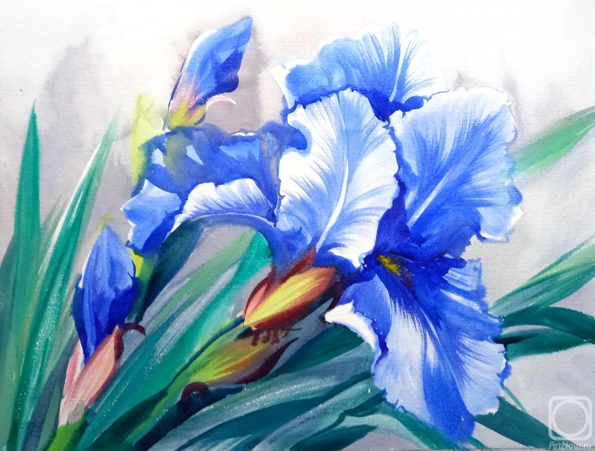 Mikhalskaya Katya. Sapphire iris