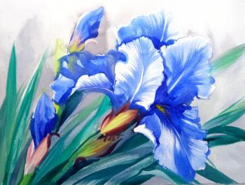 Sapphire iris. Mikhalskaya Katya