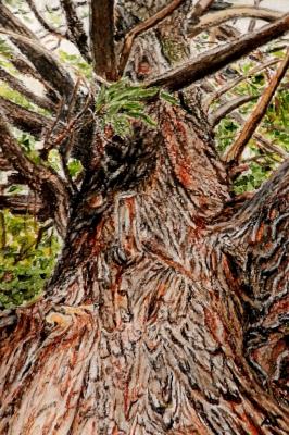 ��� (���� ������). ������ ������