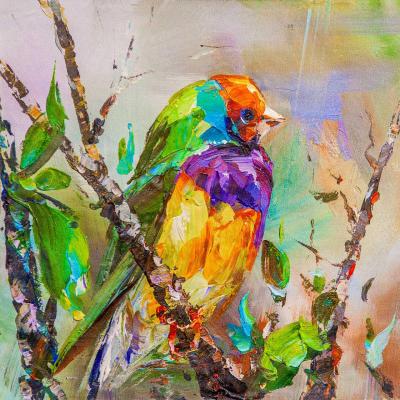 Colorful finch. Rodries Jose