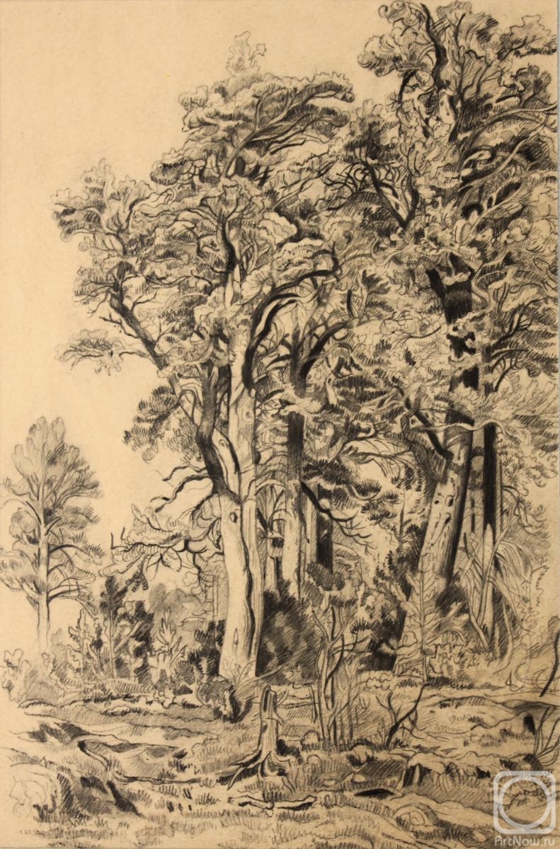 Shirokova Ekaterina. Pine trees (a copy of the drawing by I. I. Shishkin)
