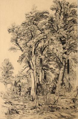 Pine trees (a copy of the drawing by I. I. Shishkin)