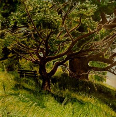 Bench in a shadow of oaks