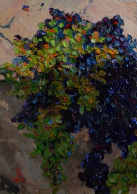 Bunches of ripe grapes