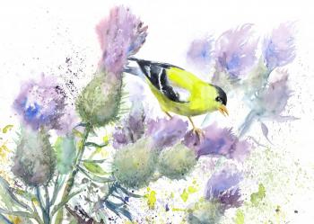 Goldfinch and thistle