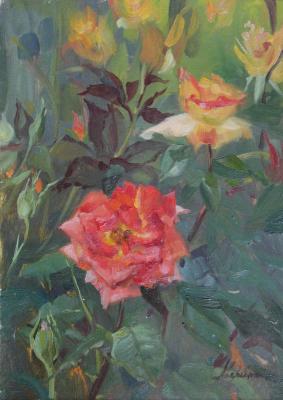 Roses in the garden. Averina Kseniya