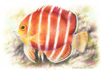 Angel minty fish (A Coral Fish). Khrapkova Svetlana
