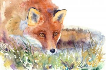 Fox in the grass (Wild Animals). Masterkova Alyona