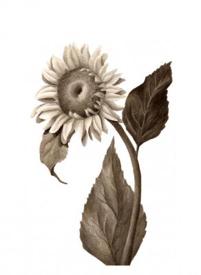 Sunflower. Rustamian Julia