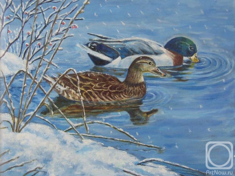 Schedrinova Tatyana. Ducks in a winter pond