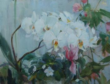 White orchid. Averina Kseniya