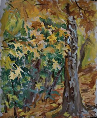 Maple leaves, birch trunk, autumn