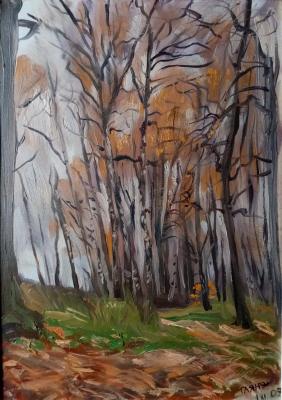 Birches in a ravine, autumn