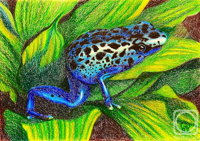 Lukaneva Larissa. Blue Arrow-Poison Frog
