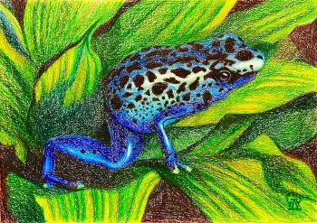 Blue Arrow-Poison Frog. Lukaneva Larissa