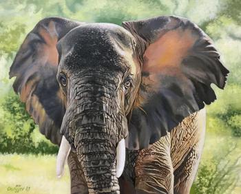 African elephant. Charyev Kakadzhan
