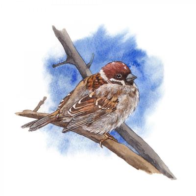 Sparrow on a branch. Prokazyuk Anastasiya