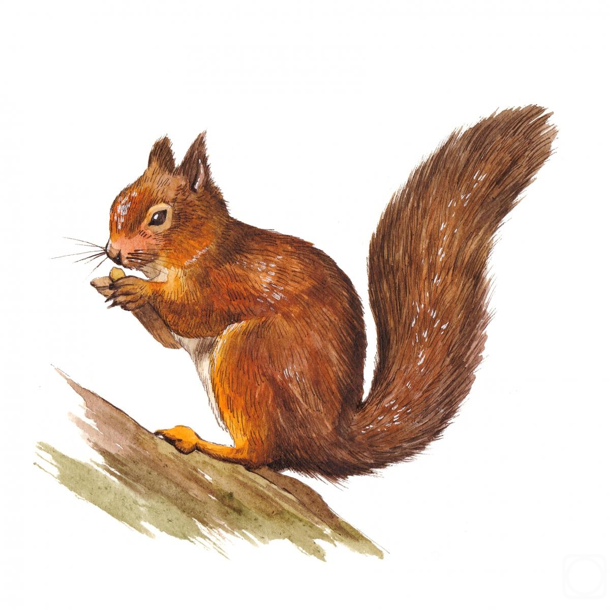 Prokazyuk Anastasiya. Red squirrel